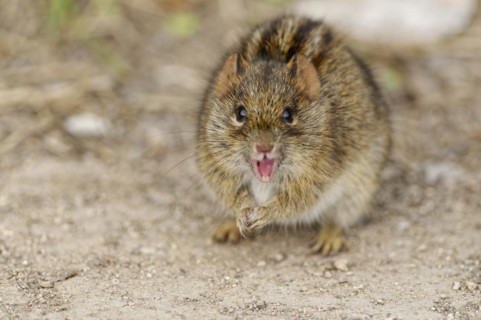 Four-striped grass mouse