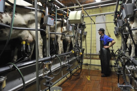 Milker and cows