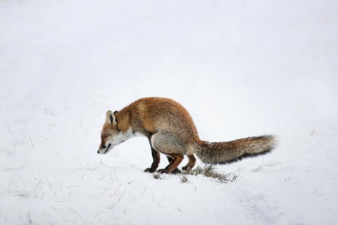 Red fox
