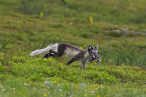 Arctic fox