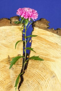 Bush aster in a gap