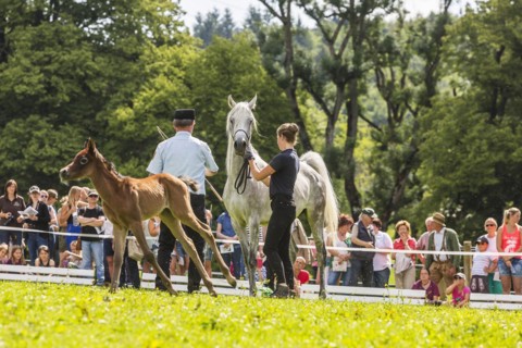 Main and County Stud Marbach in Swabian Alb