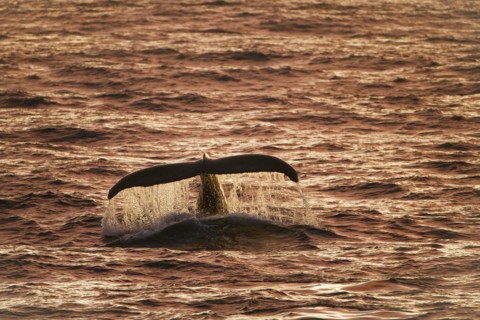 Humpback whale