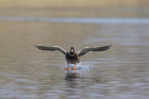 Mallard