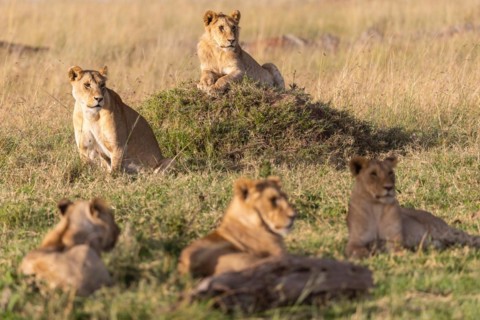 A group of lions