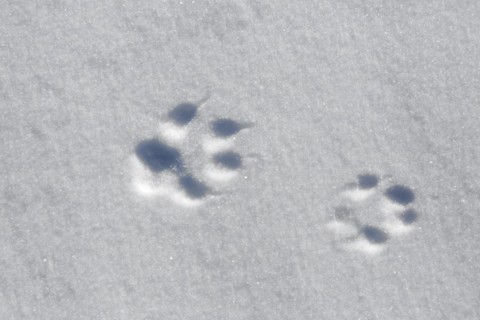 Red fox