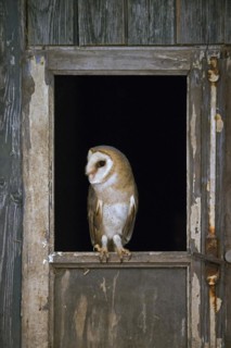 Common barn owl