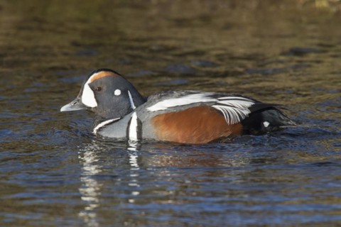 Harlequin duck