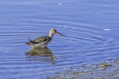 Spotted redshank