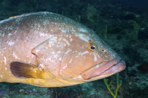 Dusky grouper