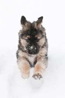 German shepherd puppy