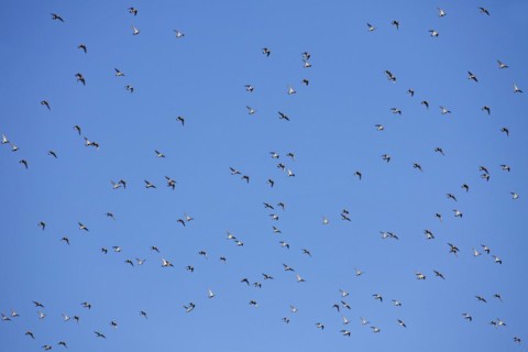 European golden plovers