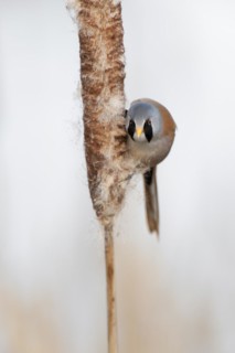 Bearded Reedling