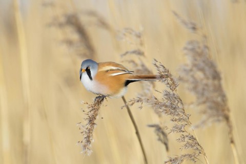 Bearded reedling
