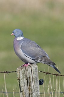Common wood pigeon