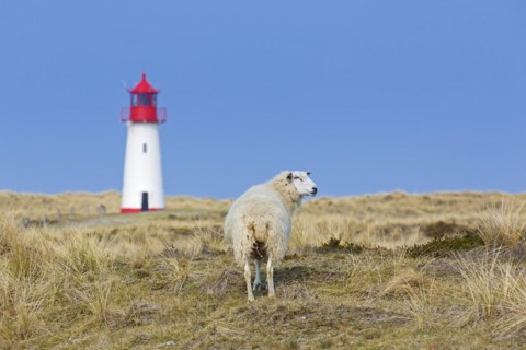 Sheep in front of red and white List-West lighthouse in the dunes on the island Sylt