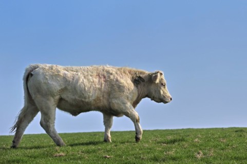 Charolais cattle