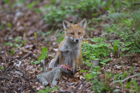 Young red fox