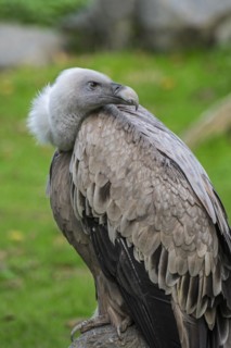 Griffon vulture