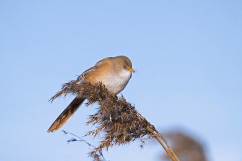 Bearded reedling