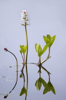 Bogbean