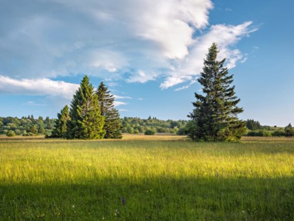 Typical landscape in the Rhoen biosphere reserve with wet meadow