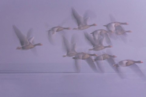 Greylag Goose