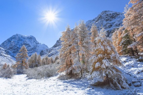 Freshly snow-covered golden yellow larches with the 3637 m high Mt. Collon in the background