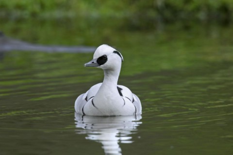 Smew