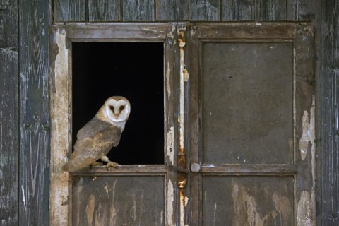 Common barn owl