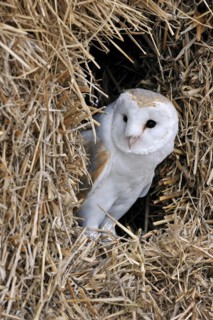 Barn owl