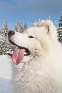 Samoyed dog