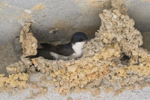 Common house martin