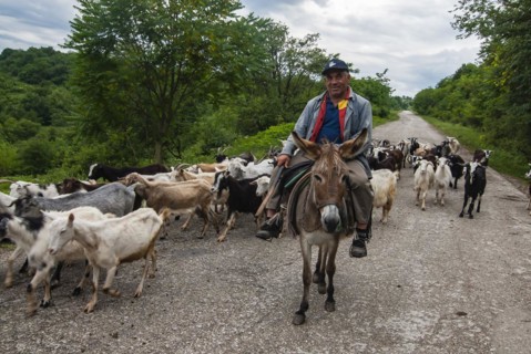 Herd of goats with the shepherd crossing the road