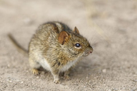 Four-striped grass mouse