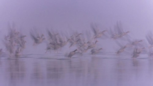 Greylag Goose