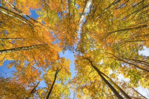 Frog perspective with a view into the treetops of the autumnally coloured beech forest on the Weissenstein in the Solothurn Jura