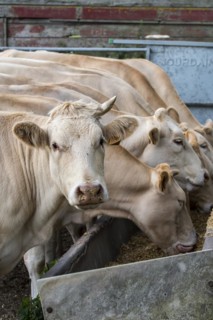 Herd of white Charolais cows
