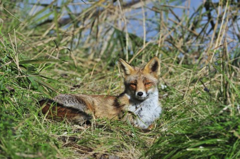 Red fox