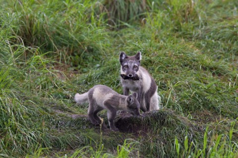 Arctic fox