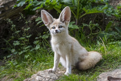 Captive fennec fox