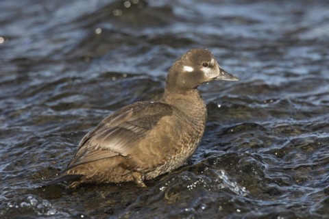 Harlequin duck