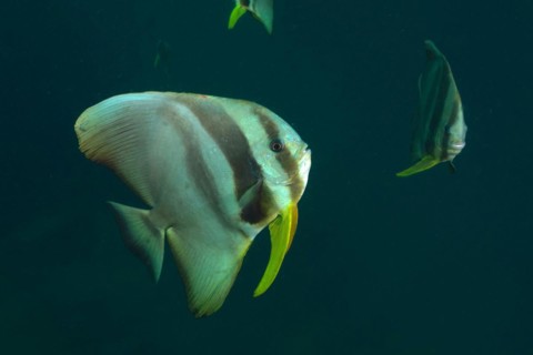 Longfin batfish
