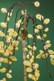 Tree catkin