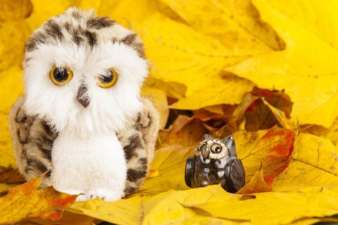 Owls Figures on Autumn Leaves