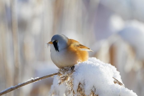 Bearded reedling