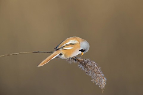 Bearded reedling
