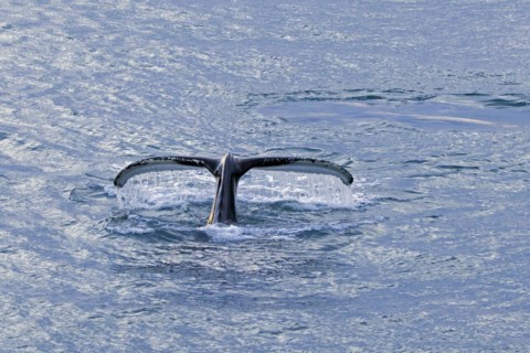 Humpback whale