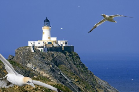Northern gannets