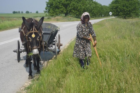 Woman cutting grass with scythe at the roadside